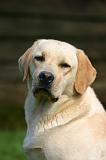 LABRADOR 1302